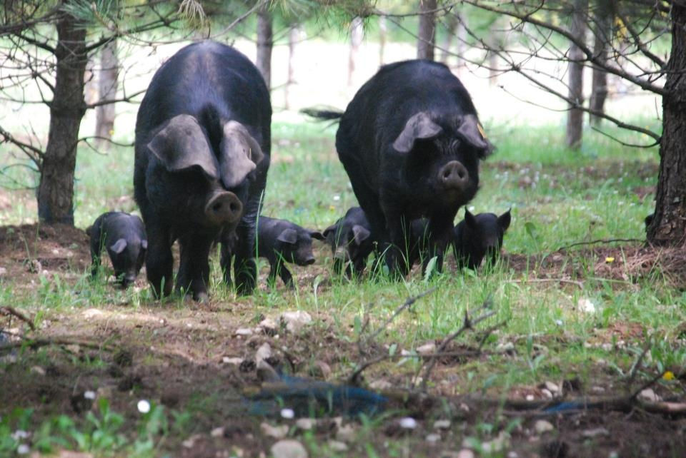Ferme de Cambelongue Ferme de Cambelongue